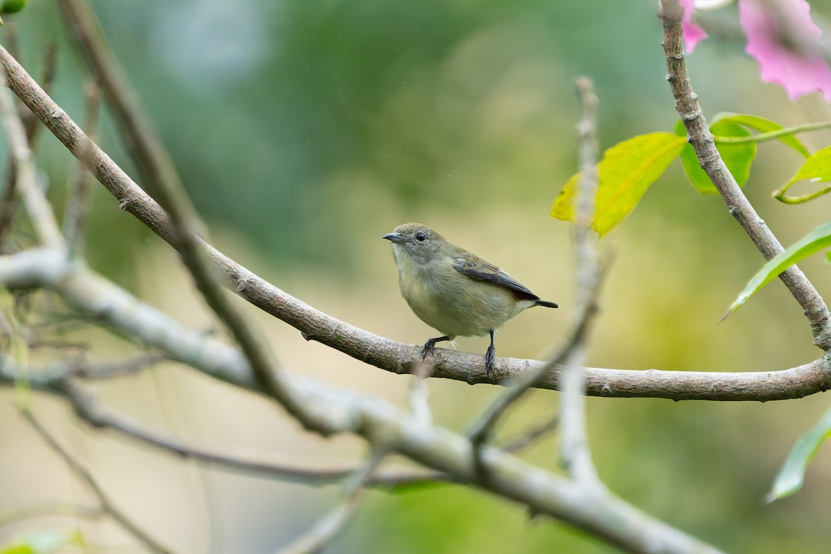 Scarlet-backed Flowerpecker - ML644695203