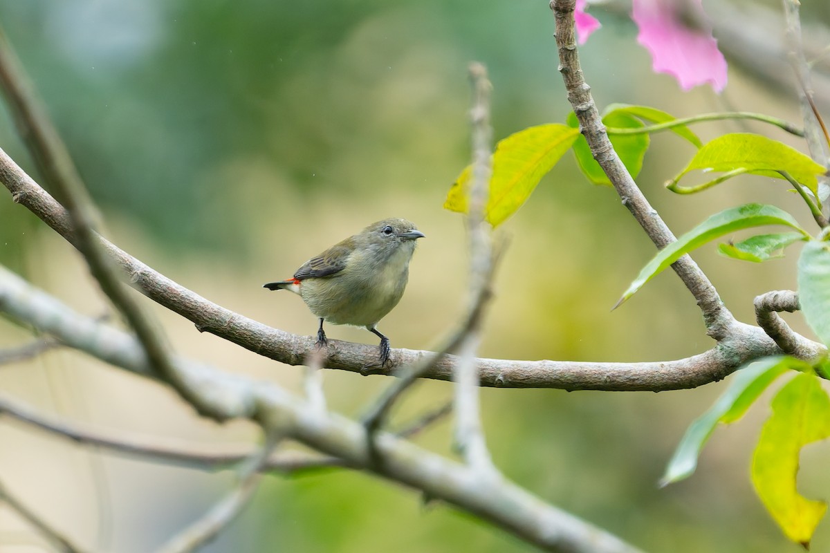 Scarlet-backed Flowerpecker - ML644695204