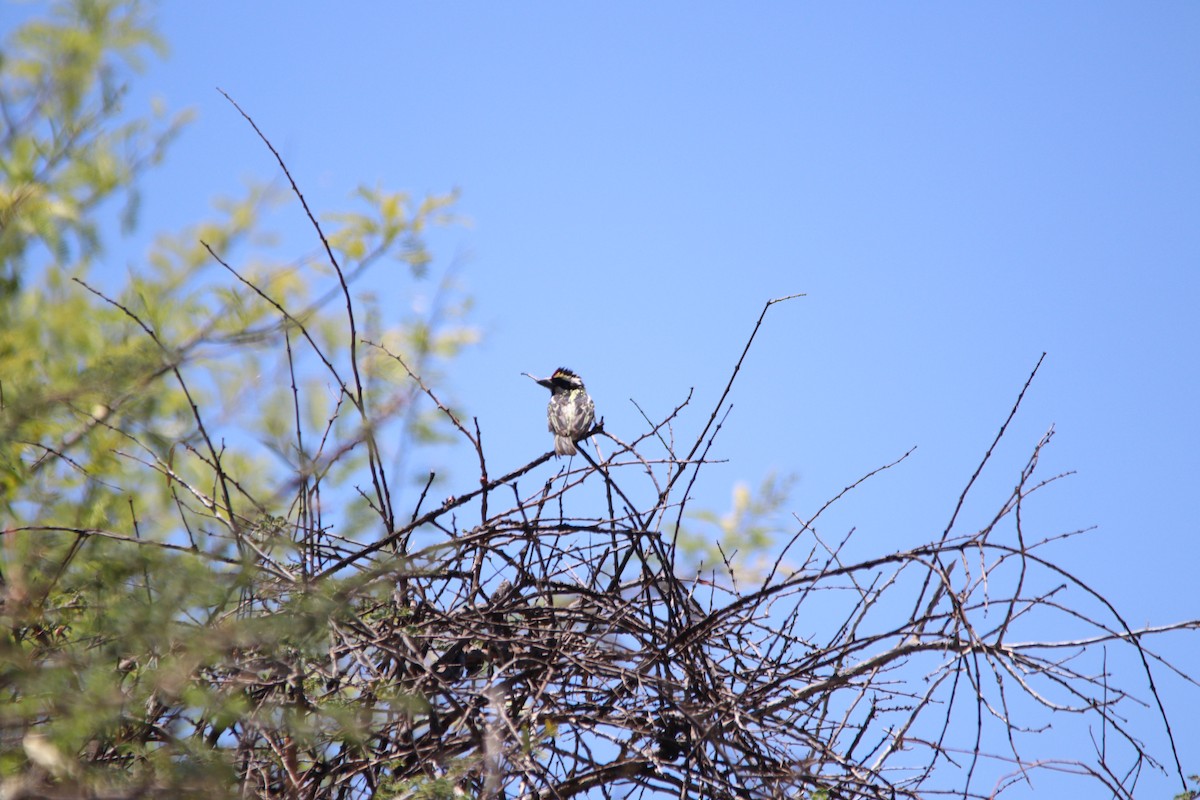 Pied Barbet - ML644695207