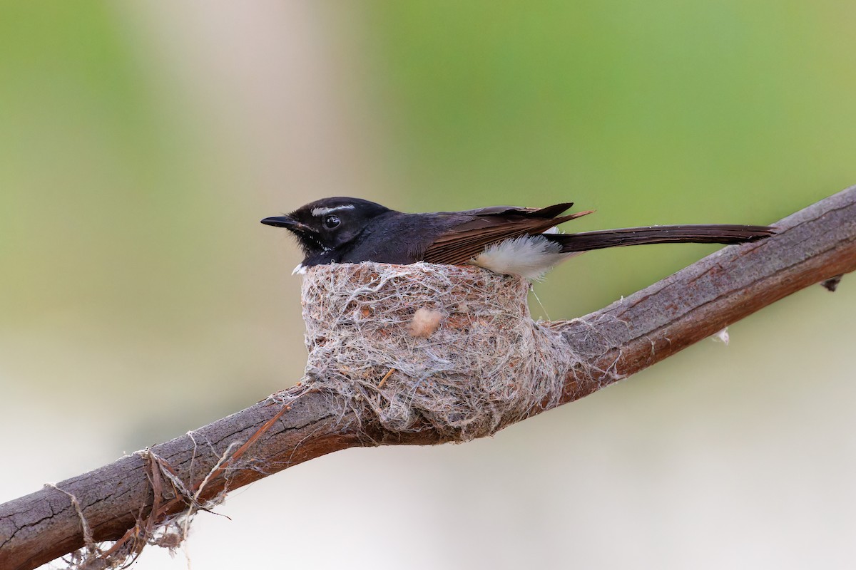 Чёрно-белая веерохвостка - ML644695209