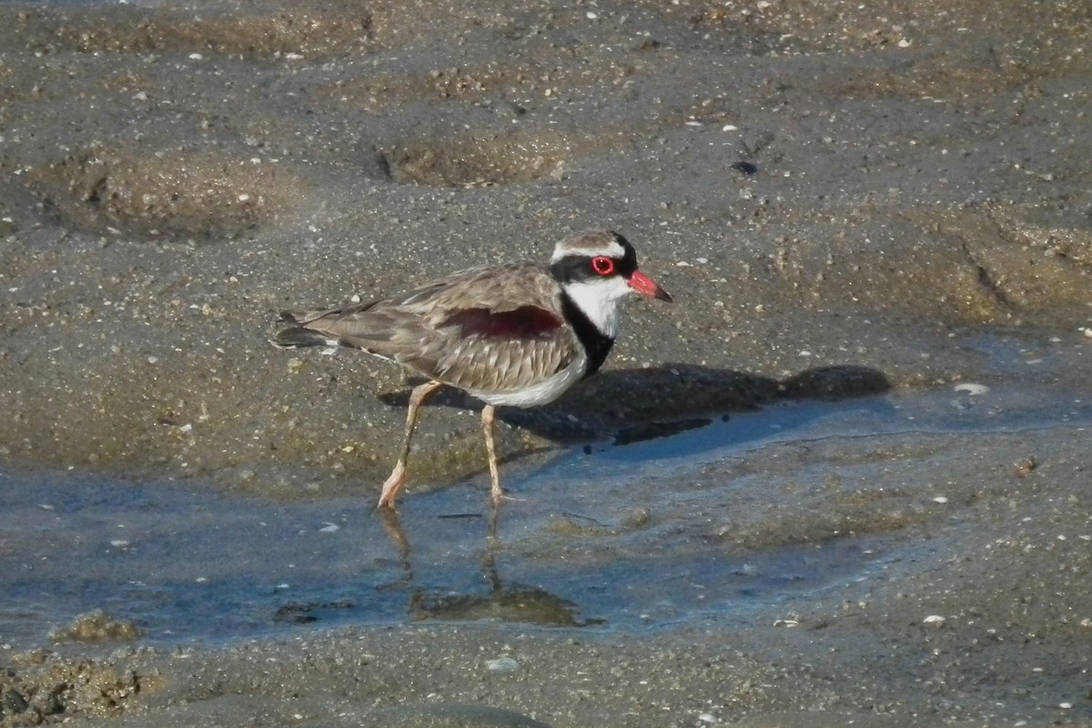 Black-fronted Dotterel - ML644695210