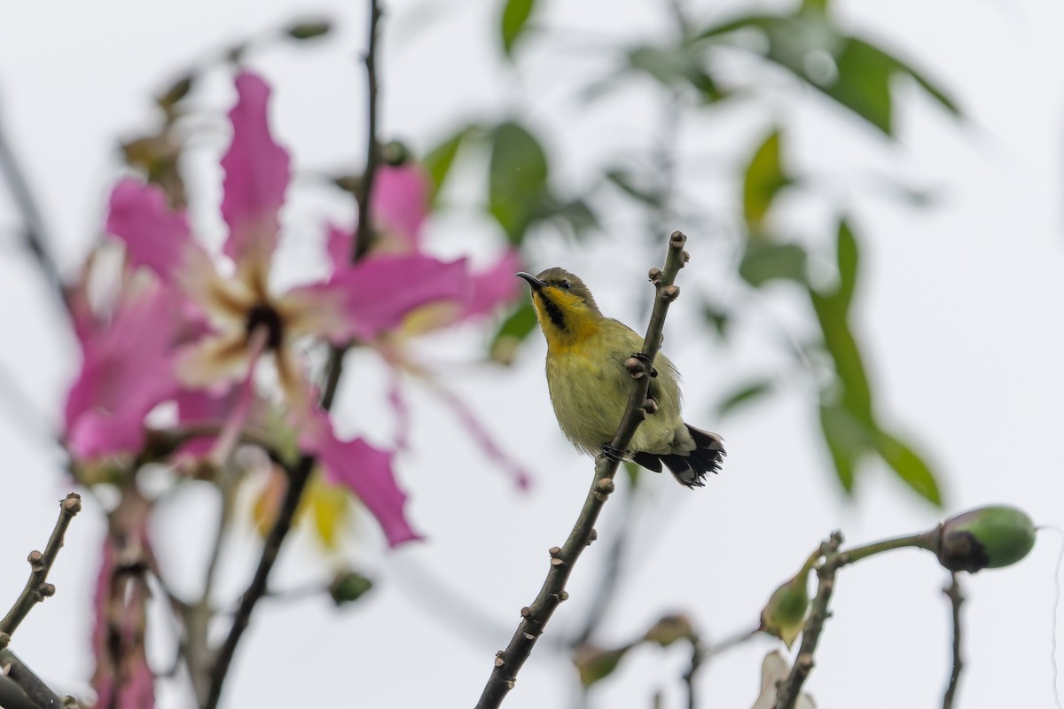 Ornate Sunbird - ML644695211