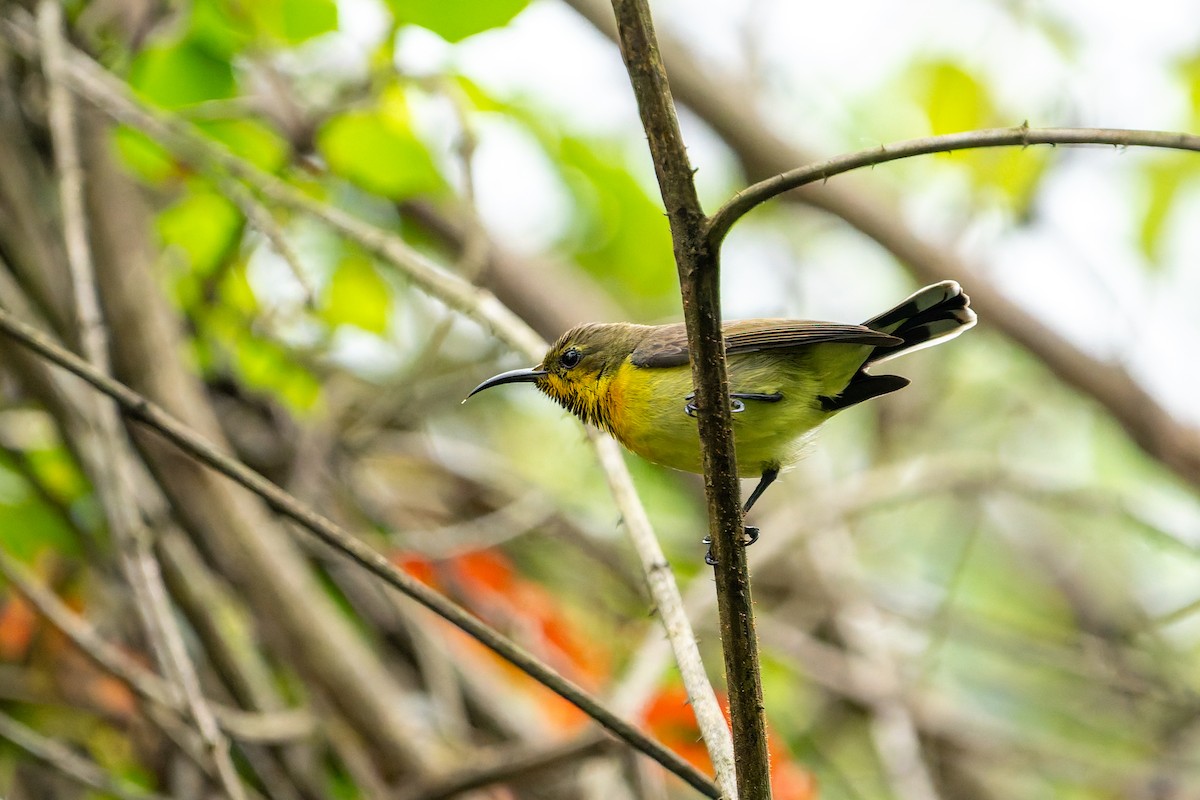 Ornate Sunbird - ML644695214