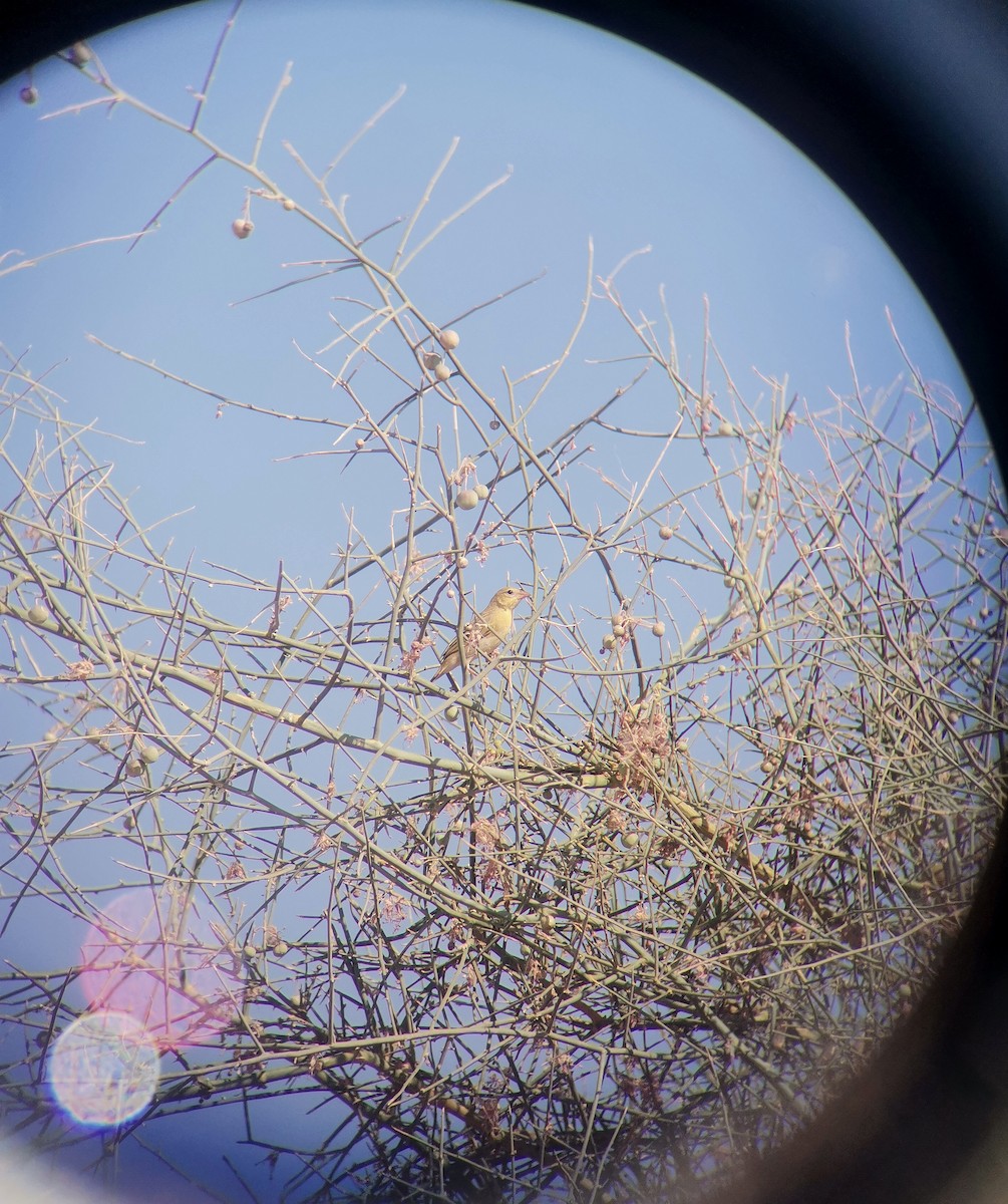 キイロハタオリ - ML644695215