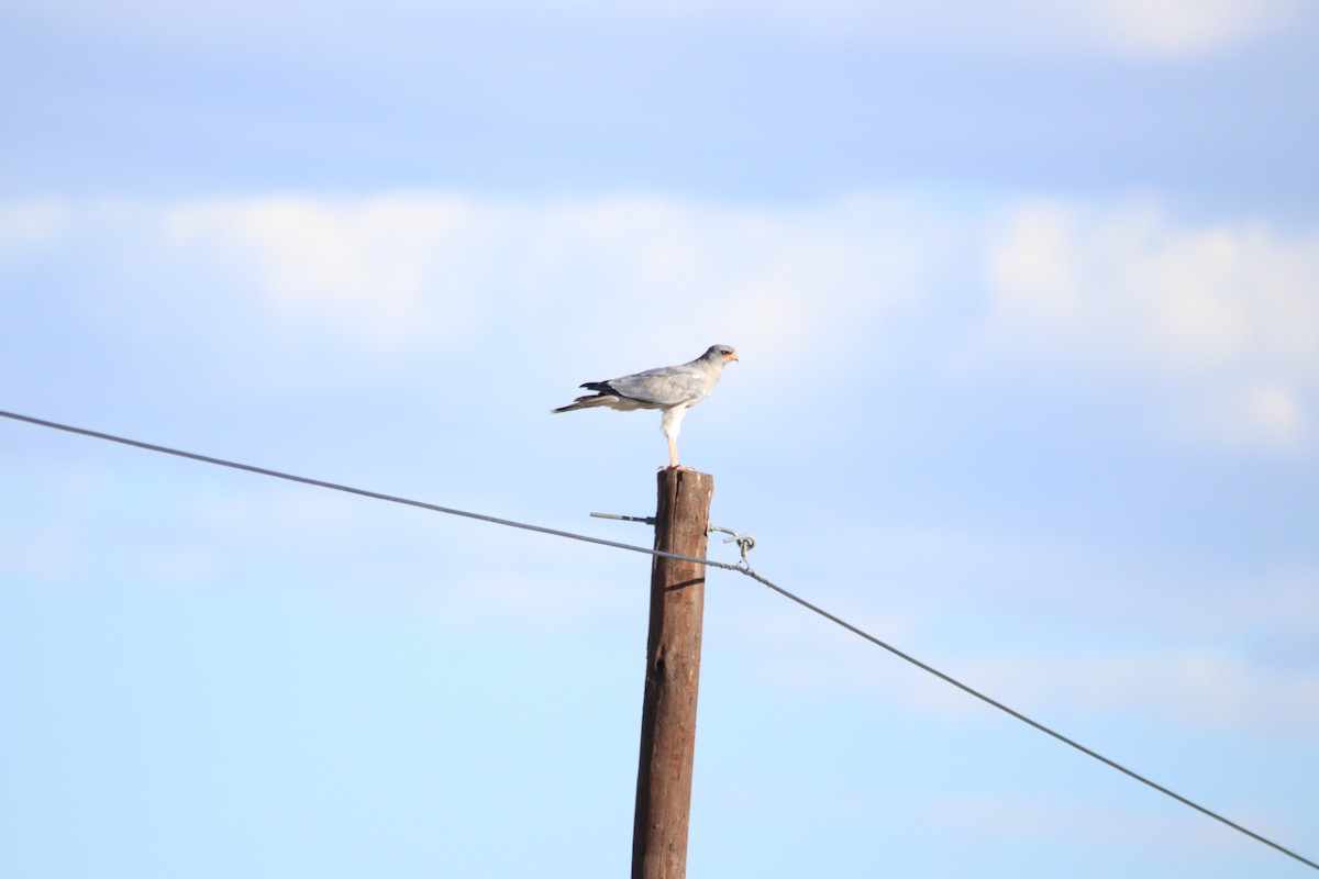 Pale Chanting-Goshawk - ML644695216
