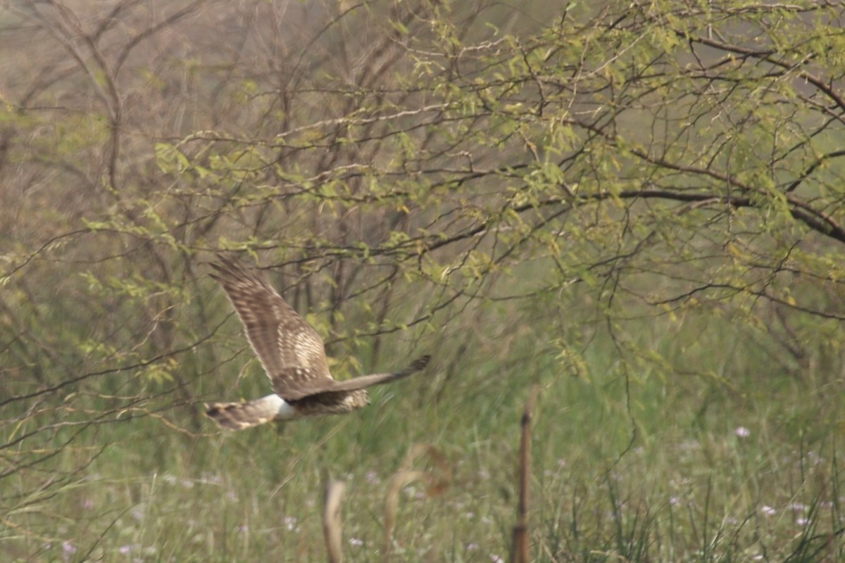 Hen Harrier - ML644695225