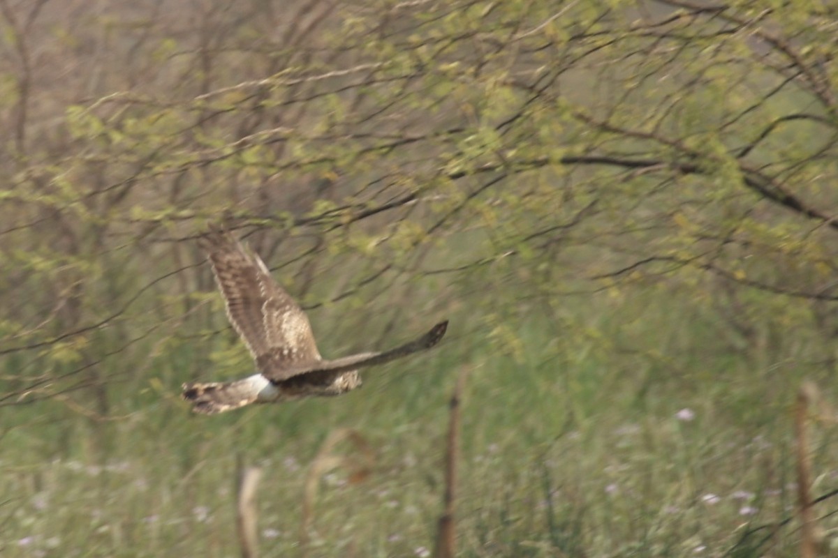Hen Harrier - ML644695226
