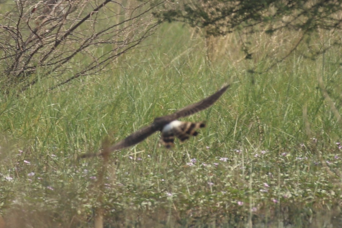 Hen Harrier - ML644695227
