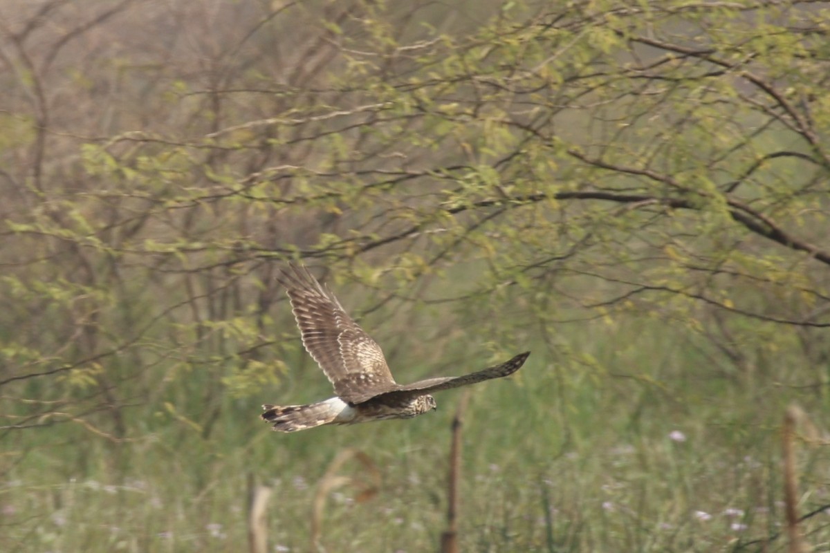 Hen Harrier - ML644695228