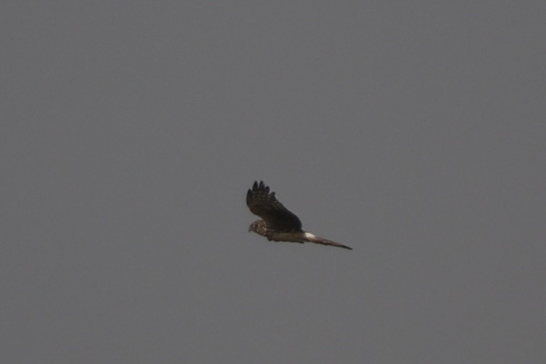 Hen Harrier - ML644695229