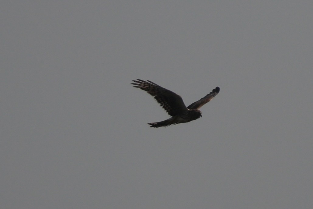 Hen Harrier - ML644695230