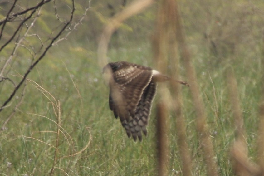 Hen Harrier - ML644695232