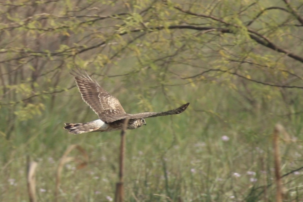 Hen Harrier - ML644695233