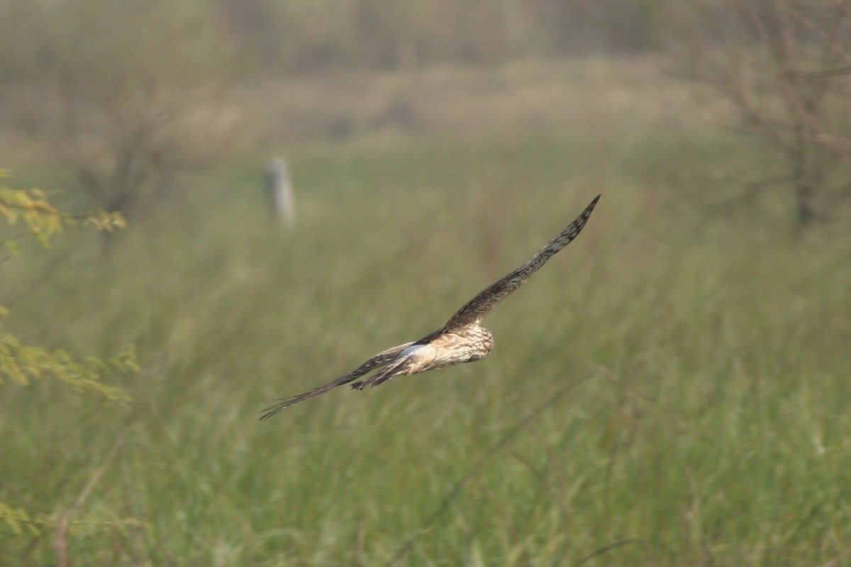 Hen Harrier - ML644695234