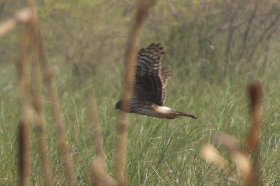 Hen Harrier - ML644695235