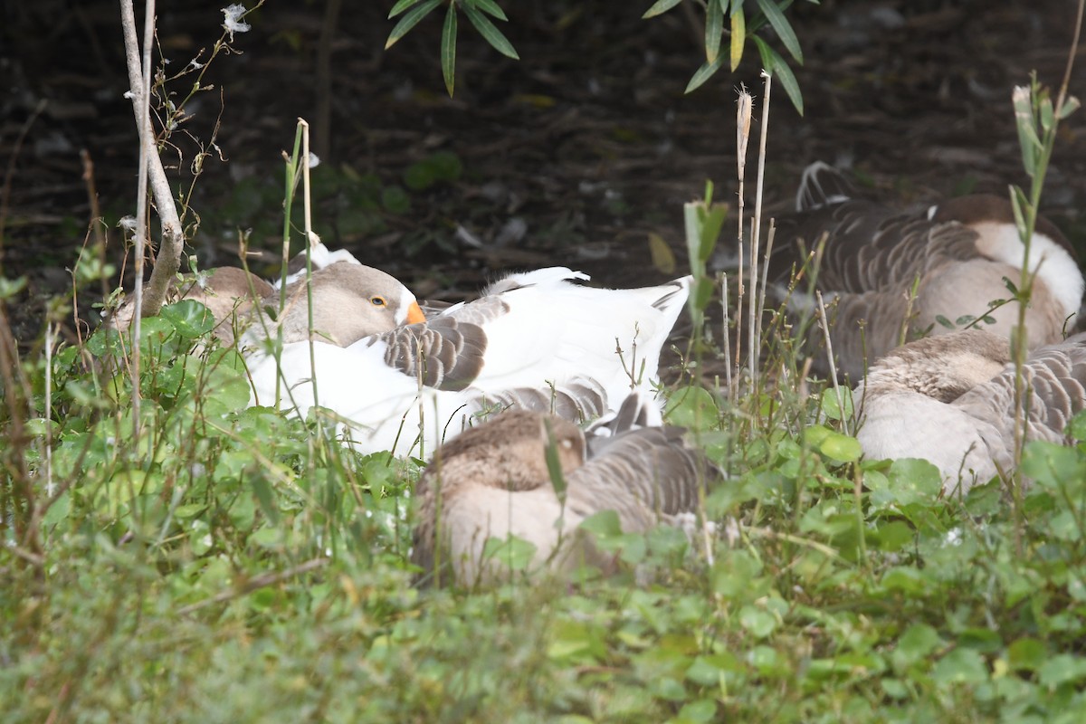 Swan Goose - ML644695237