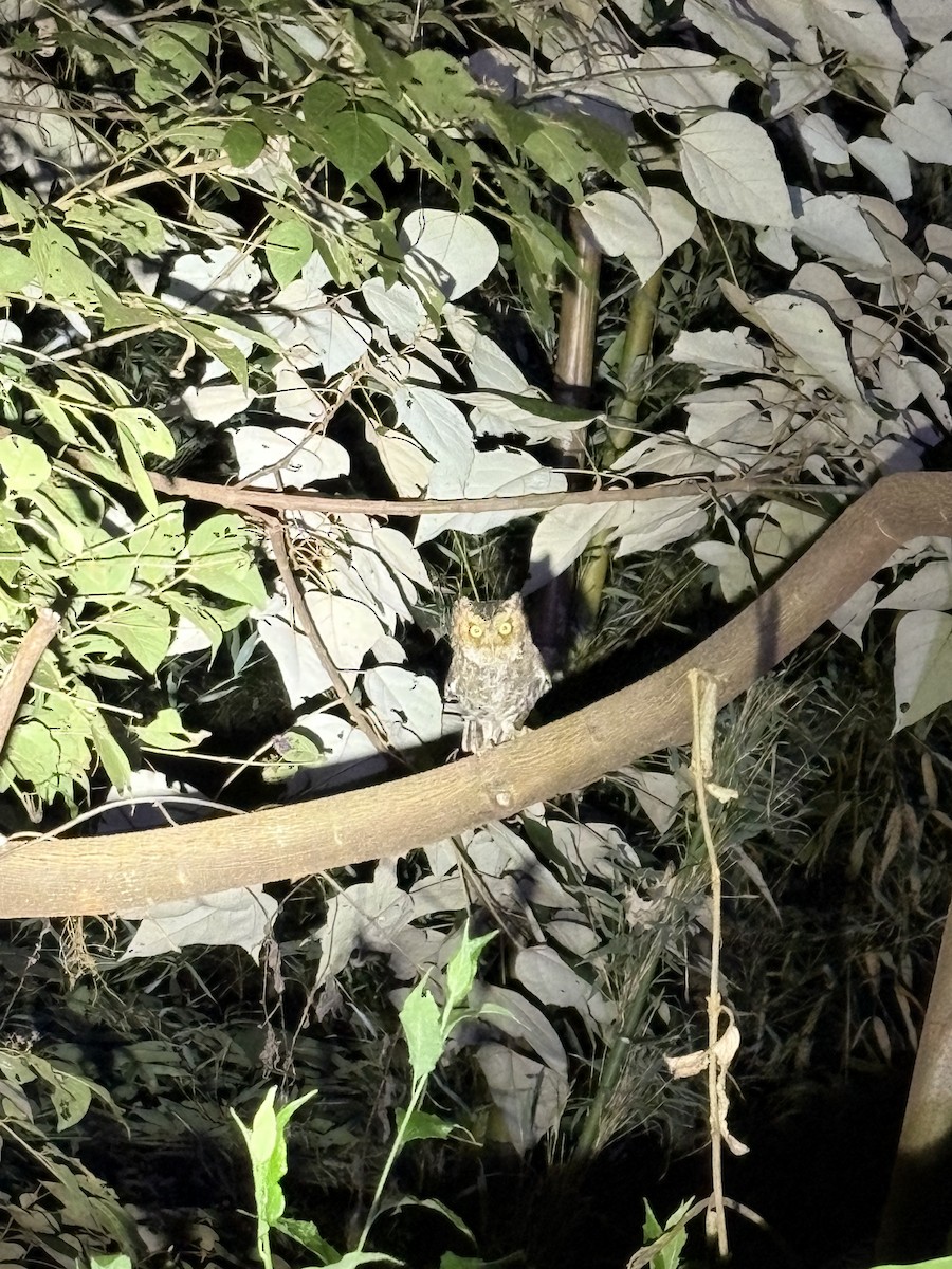 Mountain Scops-Owl - ML644695243