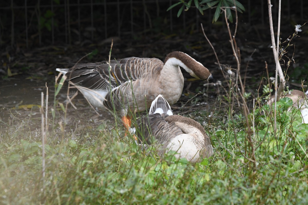 Swan Goose - ML644695250