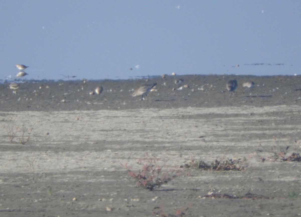 ダイゼン - ML644695255