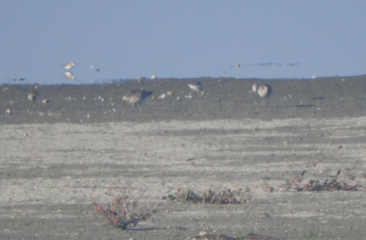 Black-bellied Plover - ML644695256