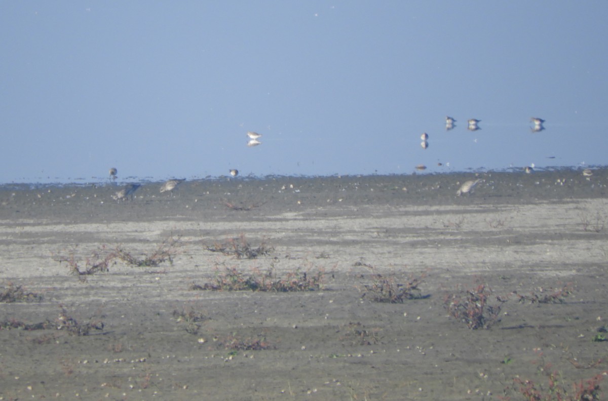 Black-bellied Plover - ML644695257
