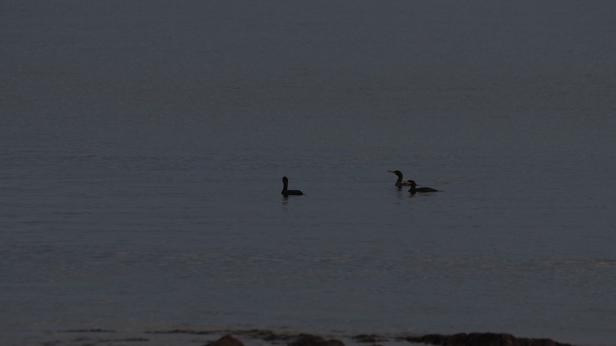 ヨーロッパヒメウ - ML644695258