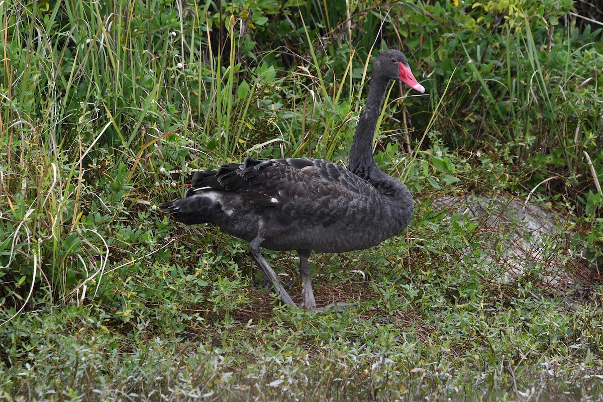 Black Swan - ML644695277