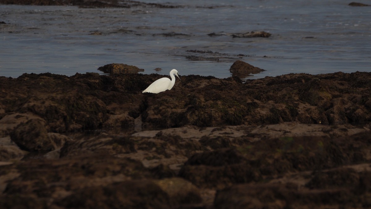Little Egret - ML644695278