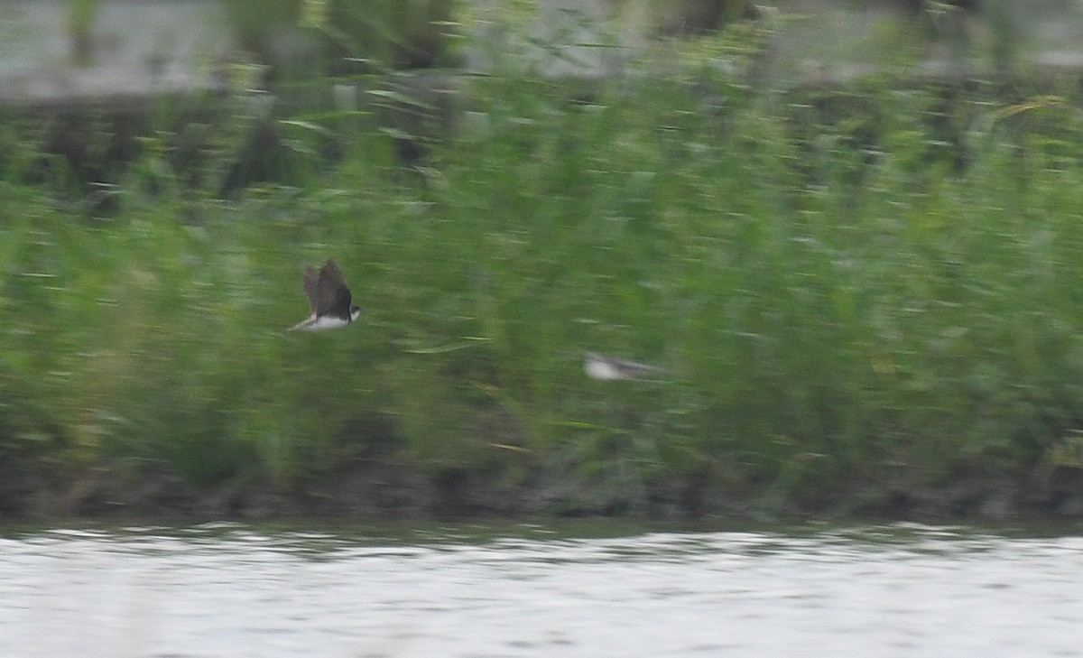 Bank Swallow - ML644695279