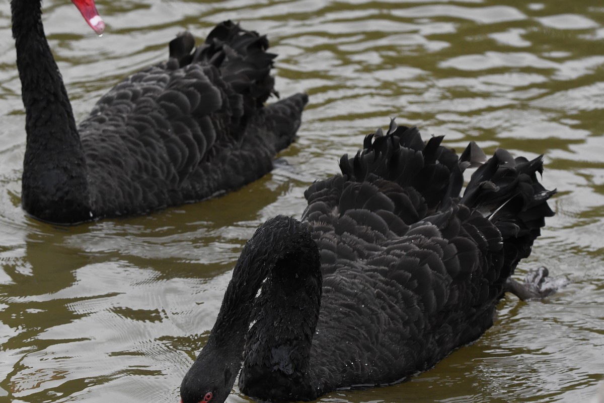 Black Swan - ML644695281