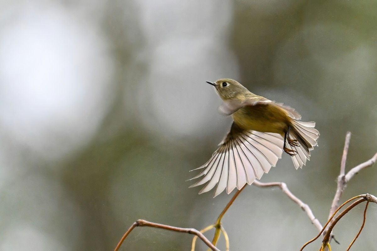 Ruby-crowned Kinglet - ML644695283
