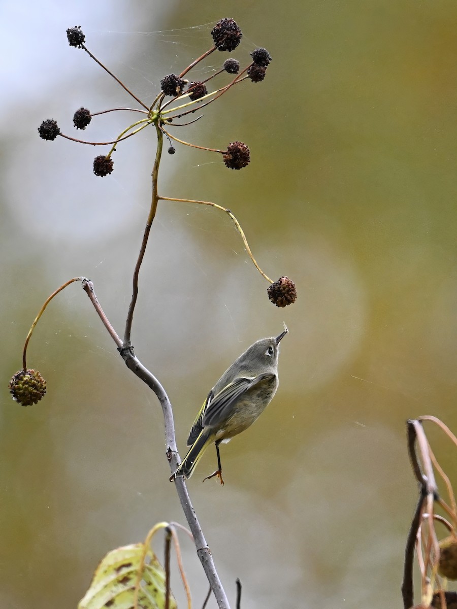 Ruby-crowned Kinglet - ML644695284