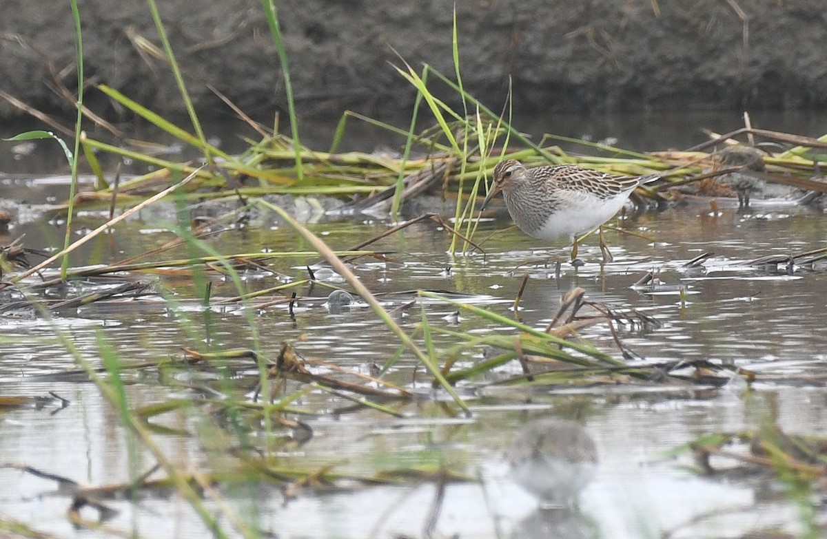 Pectoral Sandpiper - ML644695286