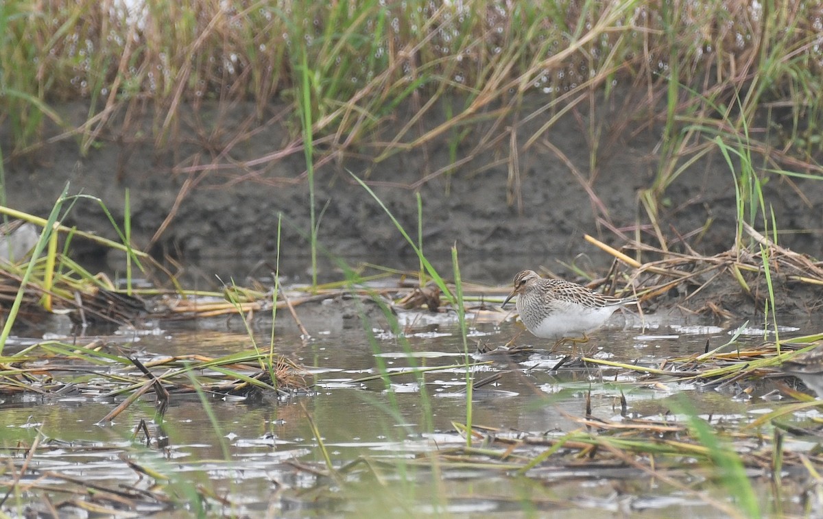 Pectoral Sandpiper - ML644695287