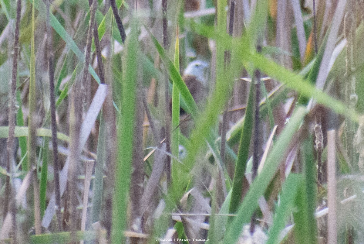White-headed Munia - ML644695292