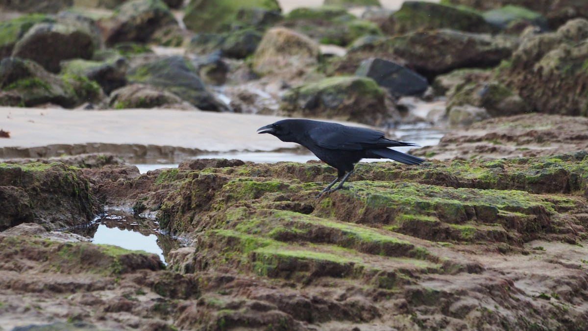 Carrion Crow - ML644695293