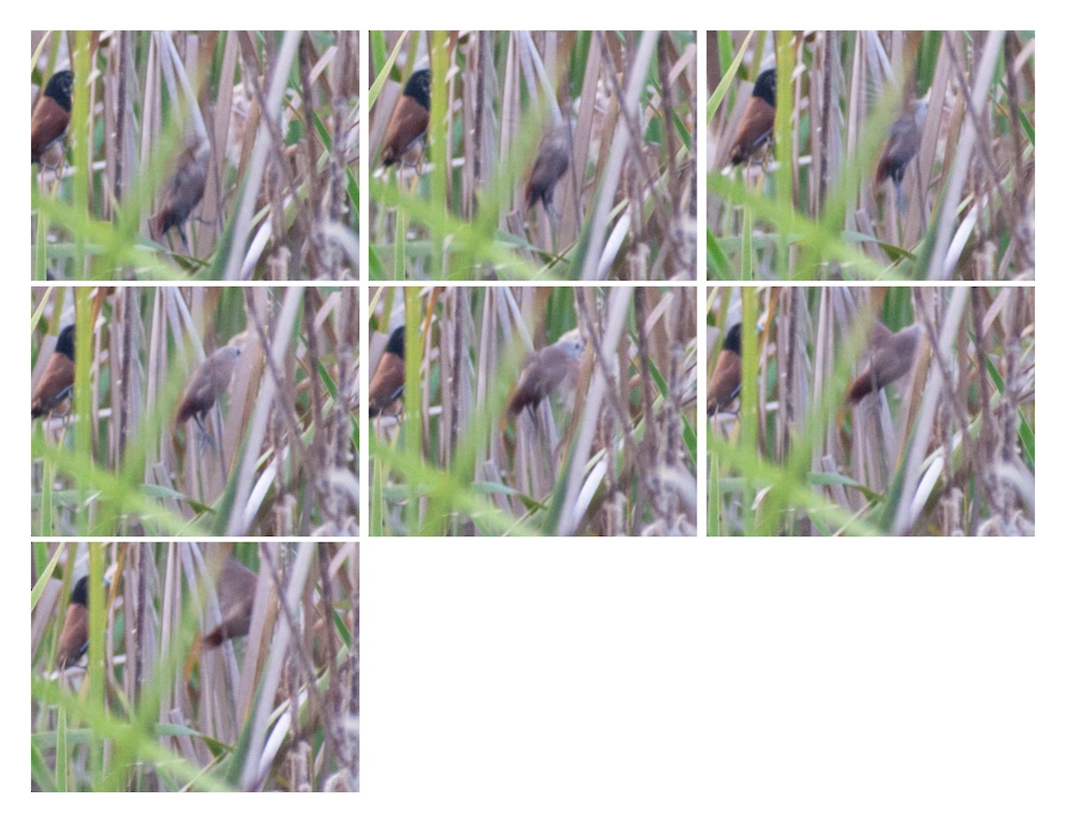 White-headed Munia - ML644695294