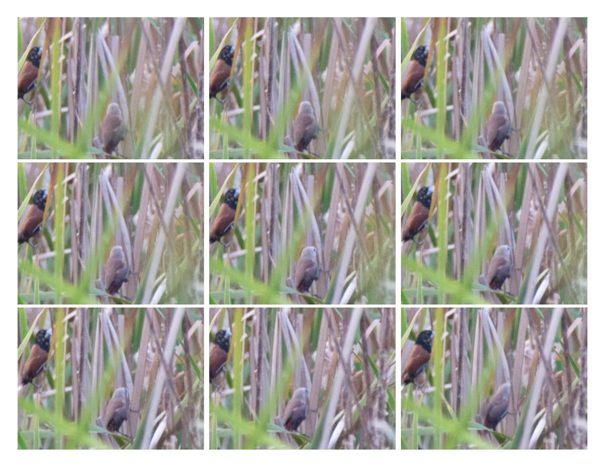 White-headed Munia - ML644695295