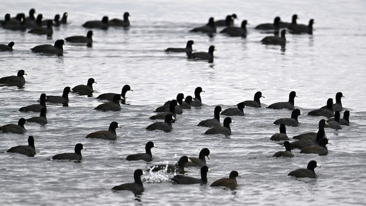 American Coot - ML644695296