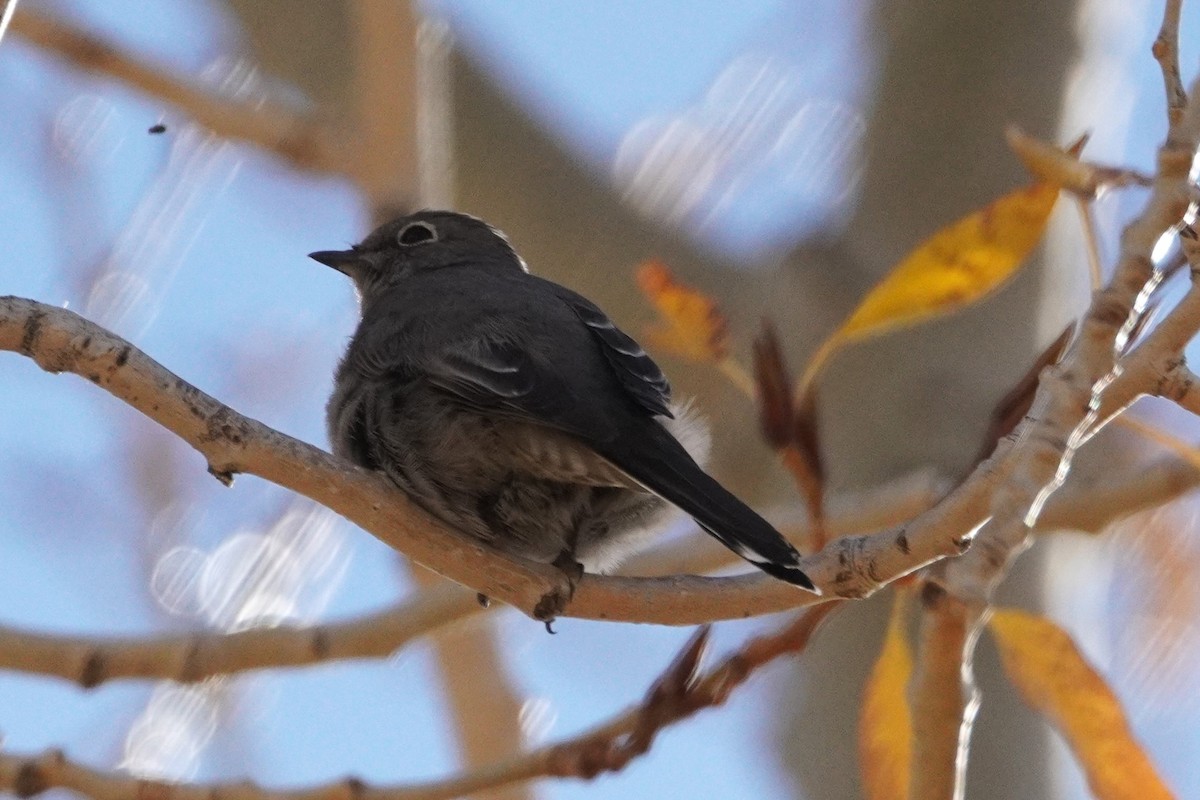 Townsend's Solitaire - ML644695297