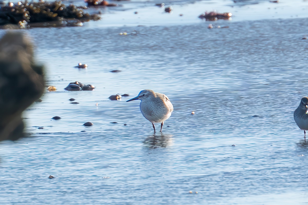Red Knot - ML644695298