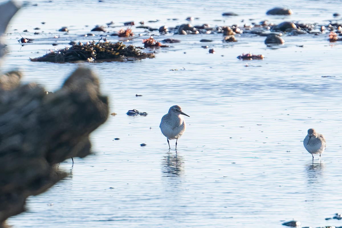 Red Knot - ML644695299