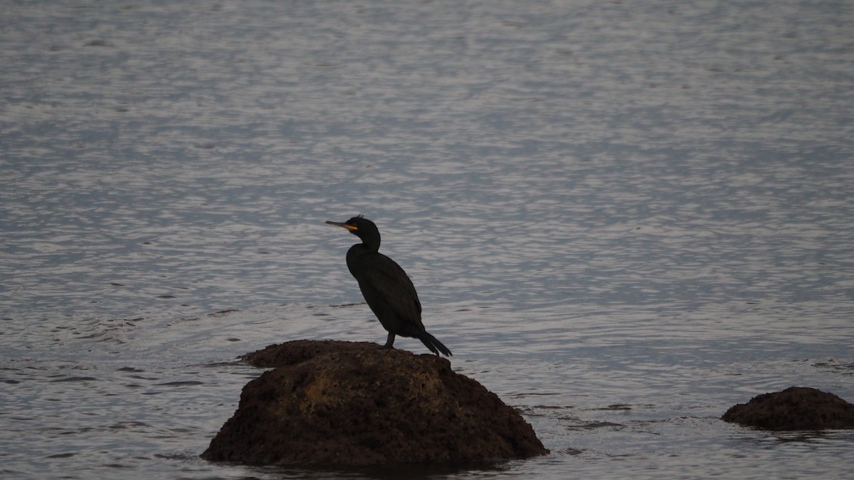 European Shag - ML644695300