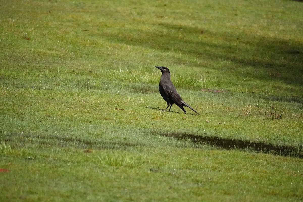 クロフエガラス - ML644695304