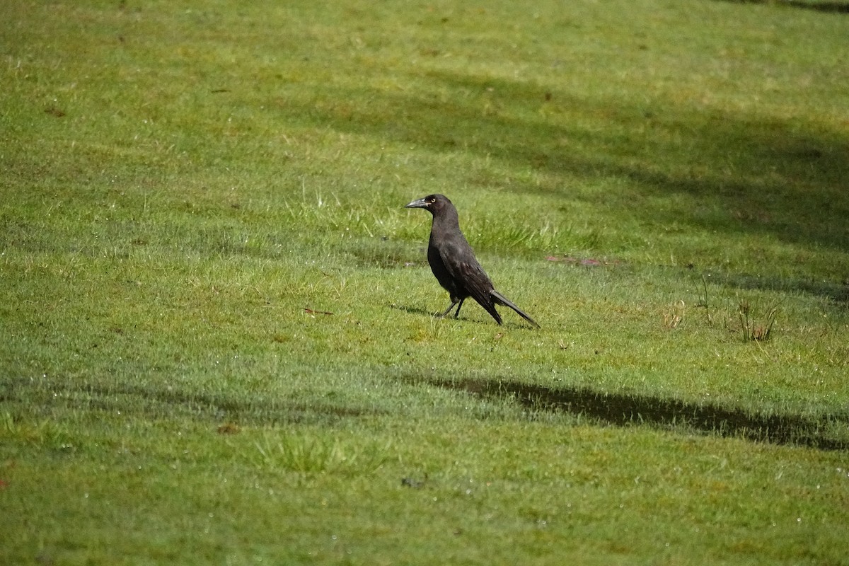 クロフエガラス - ML644695305