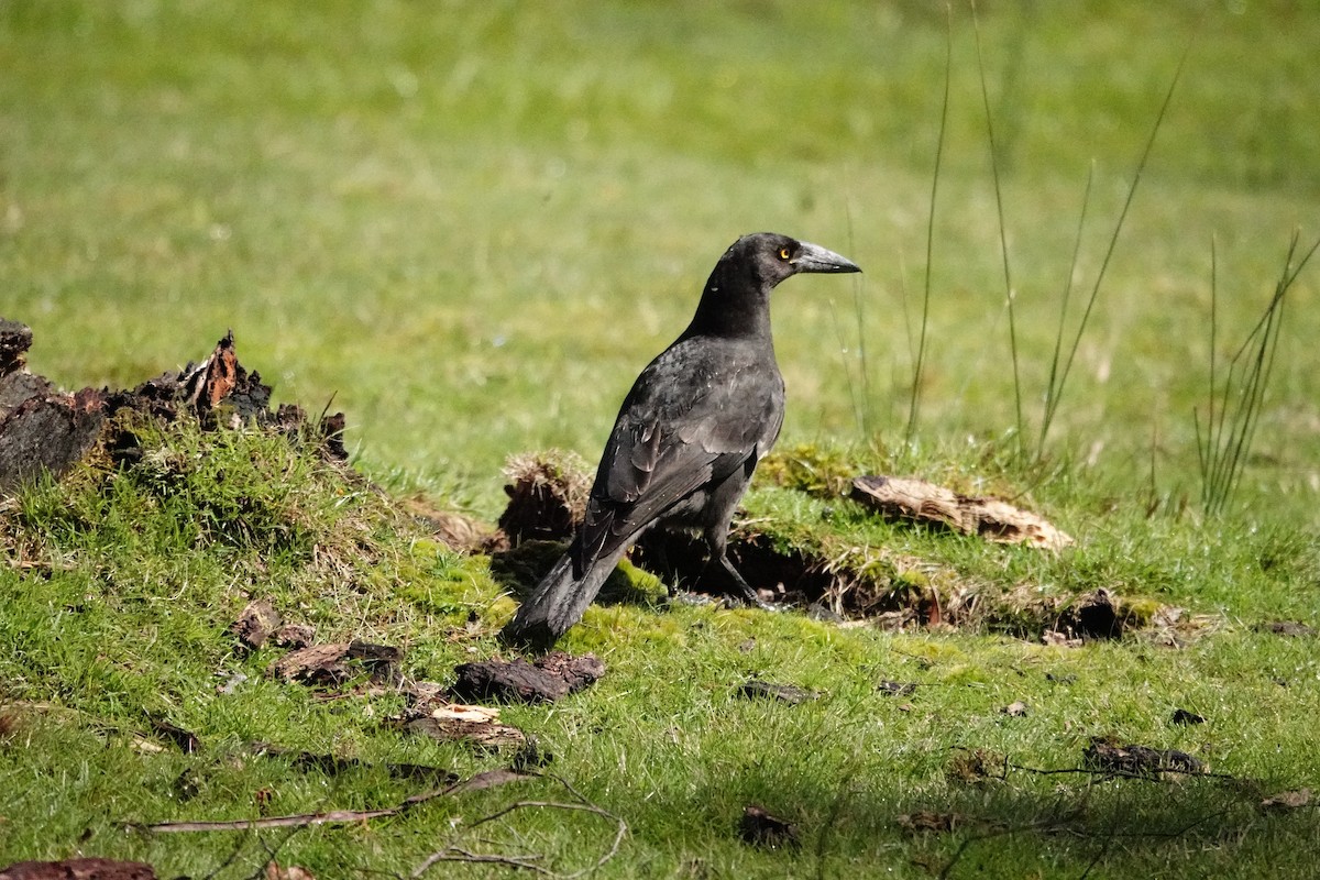 クロフエガラス - ML644695306