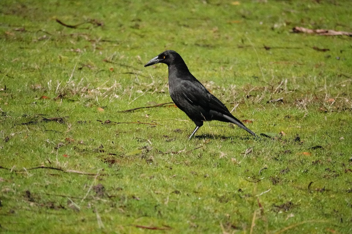 クロフエガラス - ML644695307