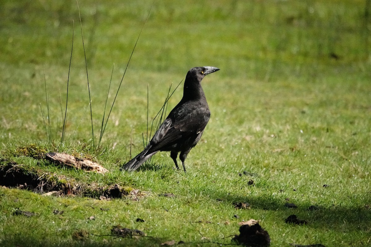 クロフエガラス - ML644695308