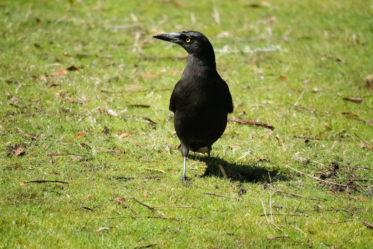 クロフエガラス - ML644695309