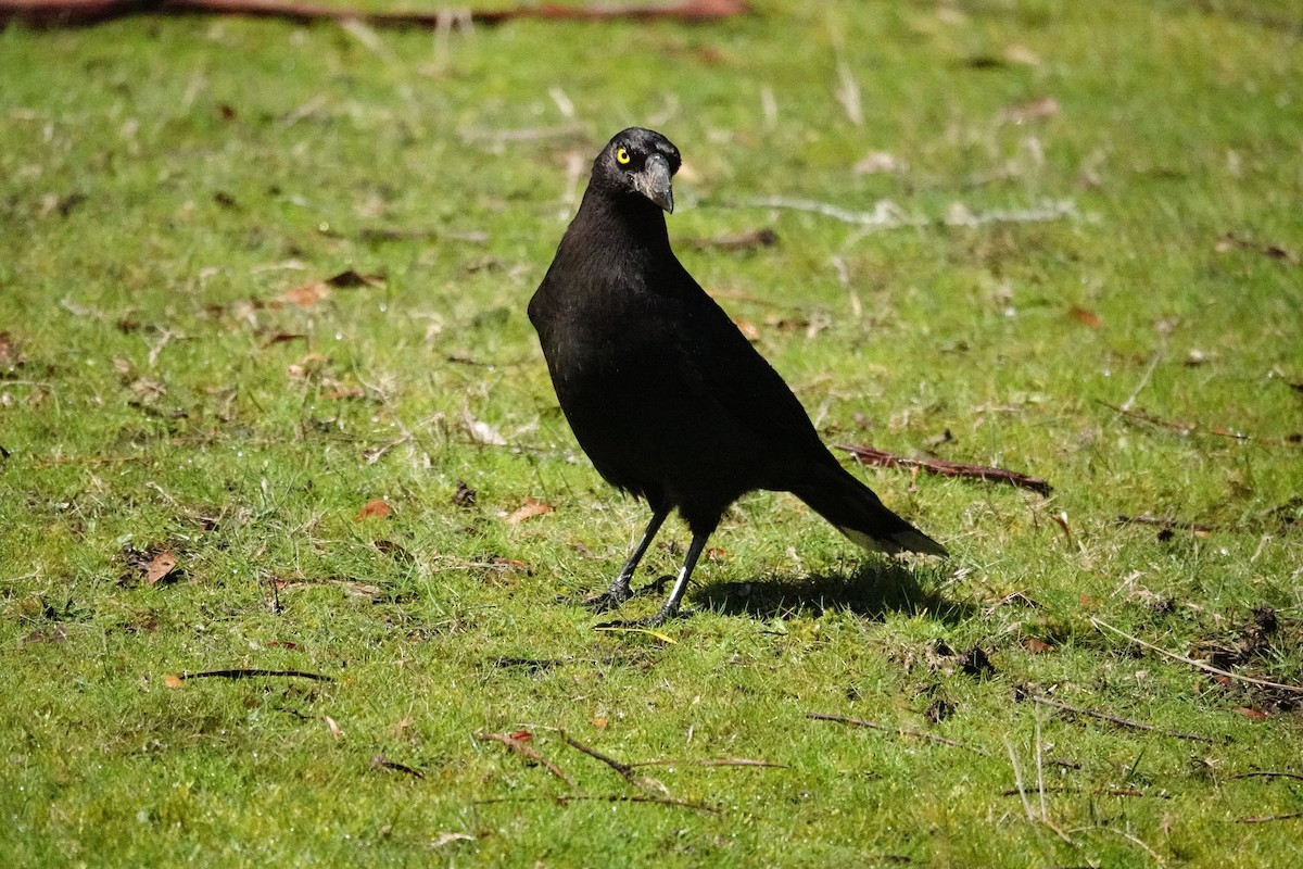 クロフエガラス - ML644695310